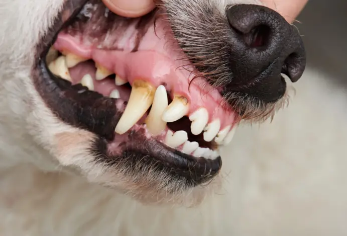Tártaro em cães: o que é e como tratar?