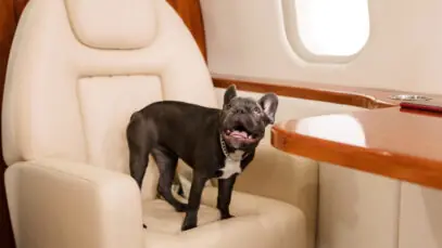 Transporte de pets