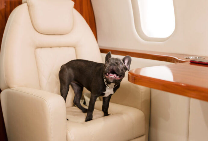 Transporte de pets