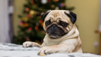 cães braquicefálicos