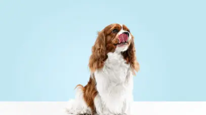 As raças de cães proibidas ao redor do mundo