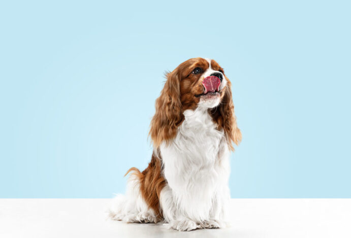 As raças de cães proibidas ao redor do mundo