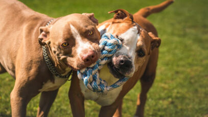 Cães potencialmente perigosos Cães potencialmente perigosos