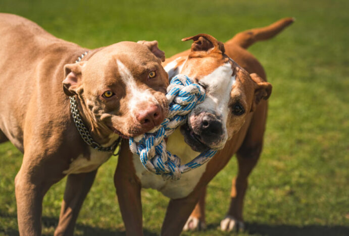 Cães potencialmente perigosos
