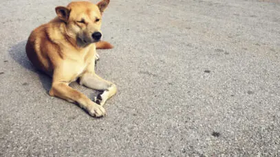 Abril é o mês de prevenção contra a crueldade animal