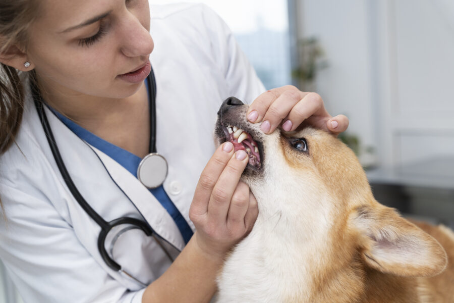 Tártaro em cães deve ser tratado