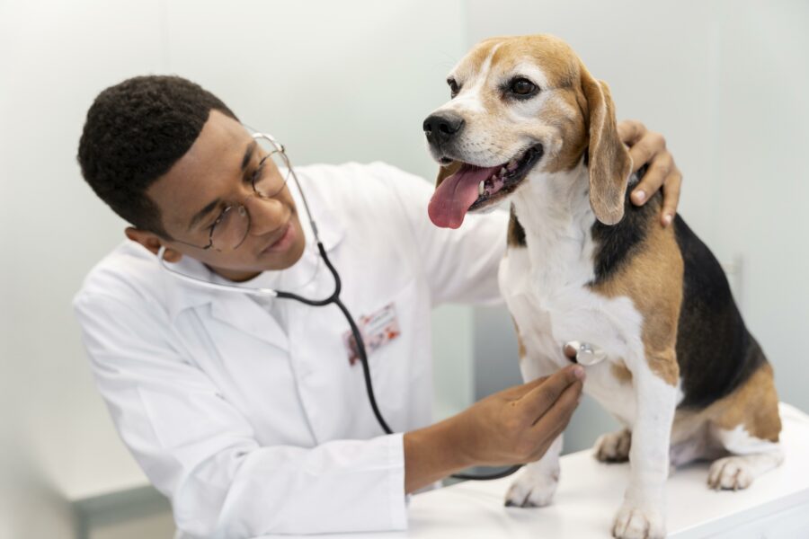 Check-up veterinário