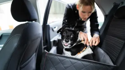 Dicas de segurança para viajar de carro com pets