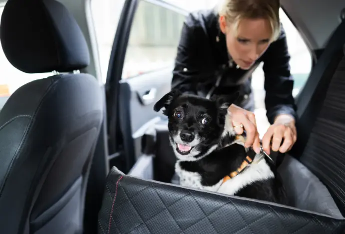 Dicas de segurança para viajar de carro com pets
