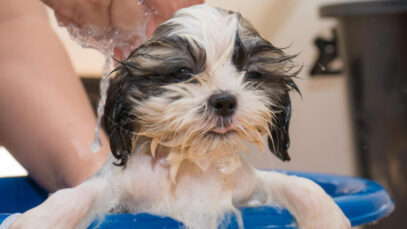 Cosméticos para pets
