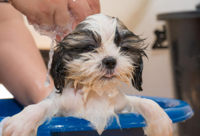 Cosméticos para pets