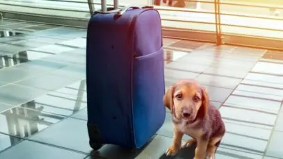 animais em aviões