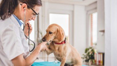 Atuação de veterinário