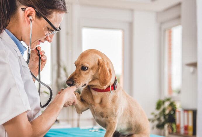 Atuação de veterinário