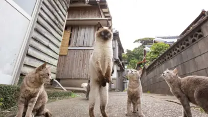 Premiação elege a foto mais engraçada de pets em 2024