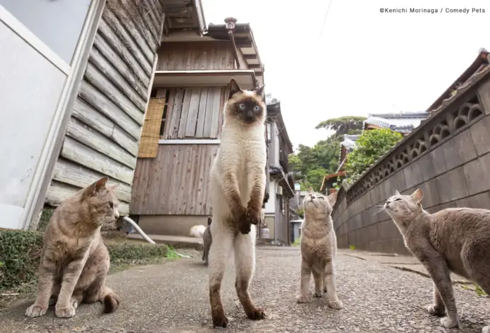 Premiação elege a foto mais engraçada de pets em 2024