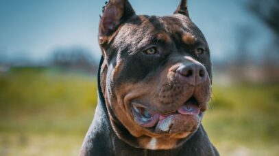 Reuno Unido bane raça de cão