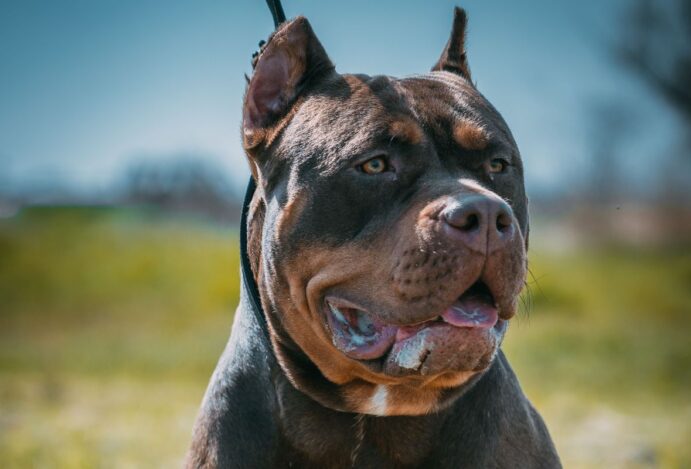 Reuno Unido bane raça de cão