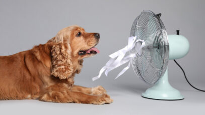 Pets sofrem com onda de calor Pets sofrem com onda de calor na Ásia