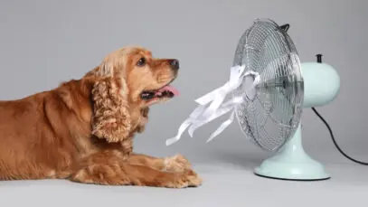 Pets sofrem com onda de calor na Ásia