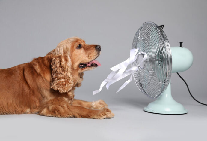 Pets sofrem com onda de calor na Ásia