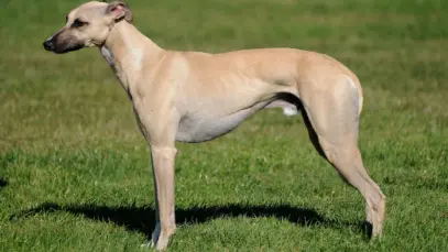 Whippet
