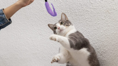 Adestrar gatos