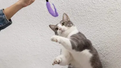 Adestrar gatos