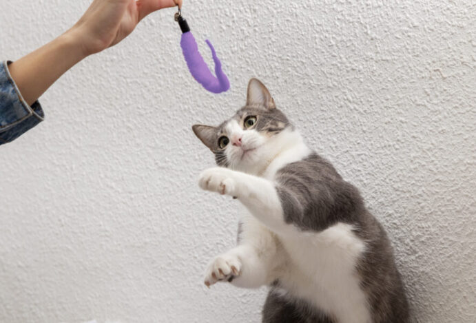 Adestrar gatos
