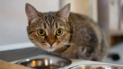 ração para gatos