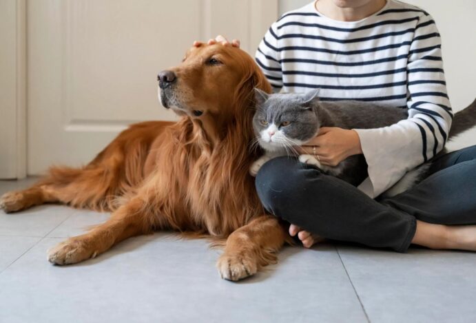 Gatos e cachorros podem morar juntos?