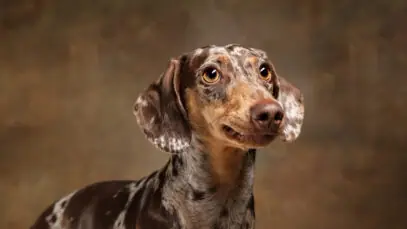 Qual é o pet mais popular na Alemanha?