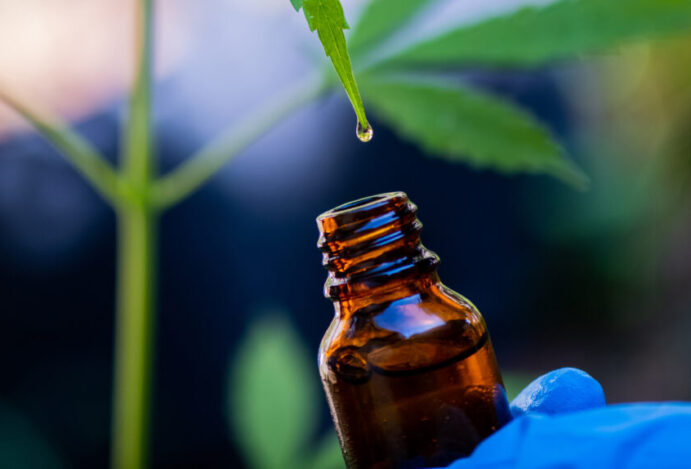 cannabis na medicina veterinária