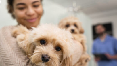 Pets em hospitais Pets em hospitais