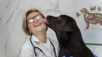 Pet confortável