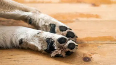 Patas do cão
