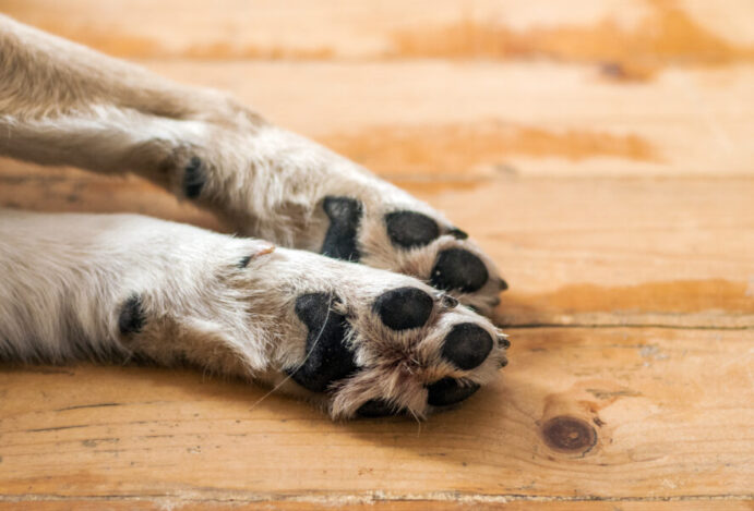 Patas do cão