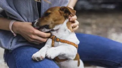 Animais resgatados