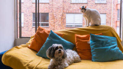 pets em condomínios