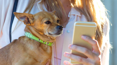 produtos para pets