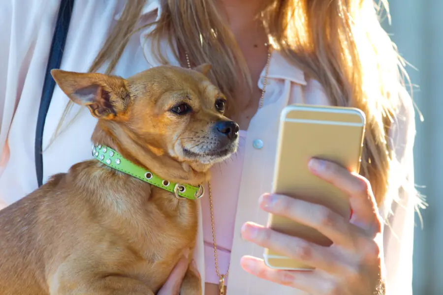produtos para pets