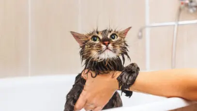 Gato pode tomar banho?