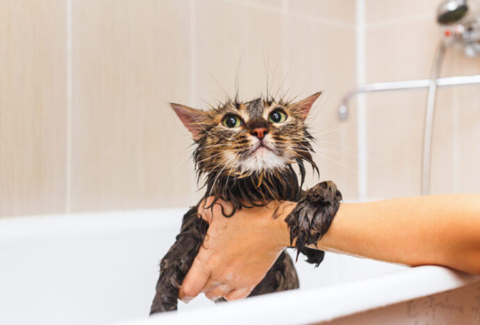 Gato pode tomar banho?