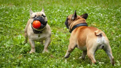 Saúde do cão