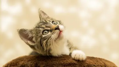 adotar um gato