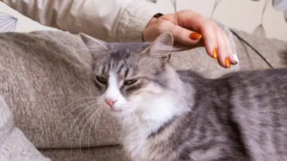 Cortar as unhas do gato