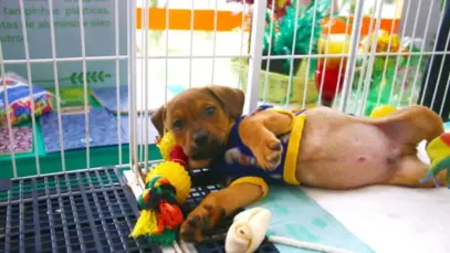 Estado quer restringir venda de animais em pet shops
