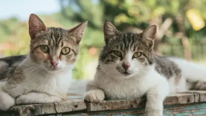 Gatos enxergam no nescuro