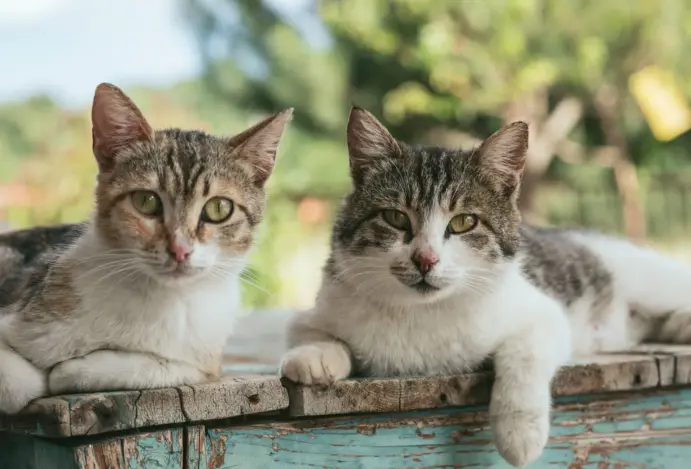 Gatos enxergam no nescuro