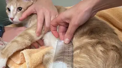 osteoartrite em gatos Como a osteoartrite em gatos se manifesta?
